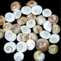 Gomti Chakra