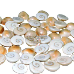 Gomti Chakra